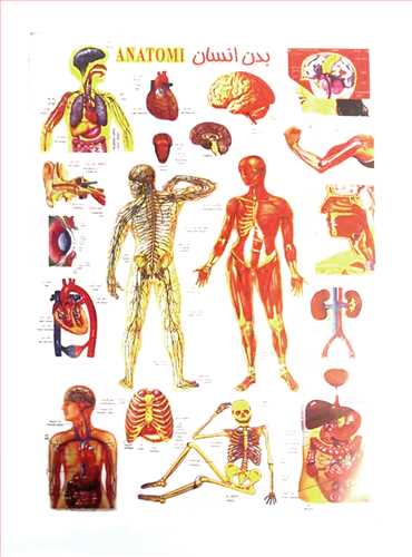 برچسب (استیکر) آموزشی طرح اعضای بدن